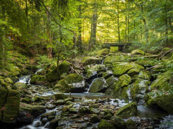 die Wipfel der Bäume im Harz erkunden