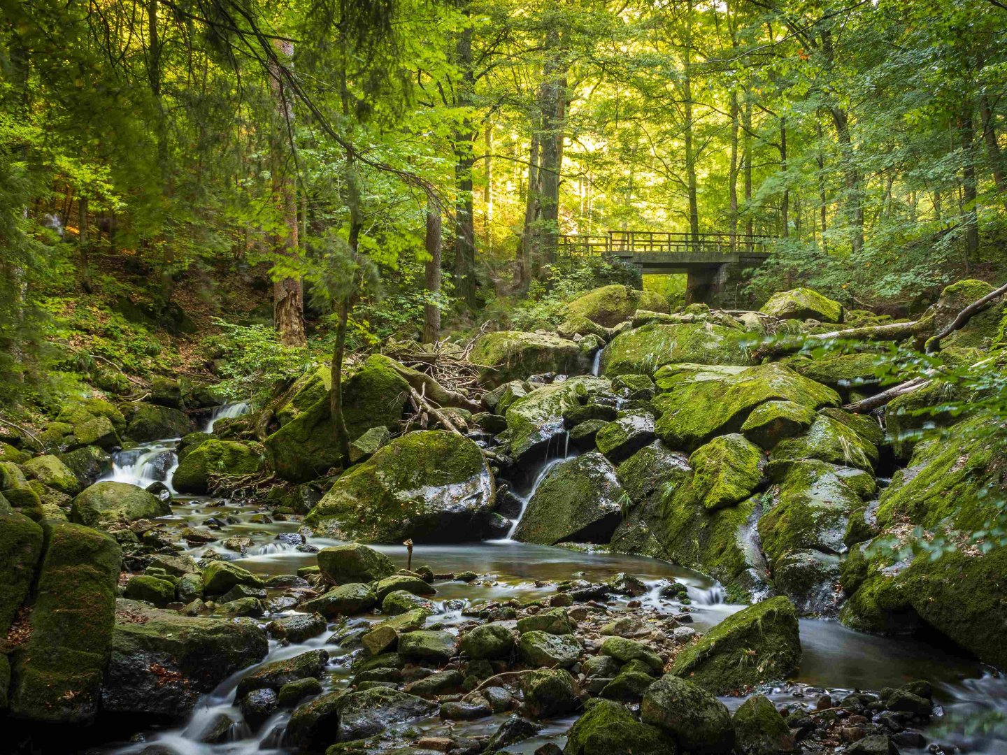 die Wipfel der Bäume im Harz erkunden