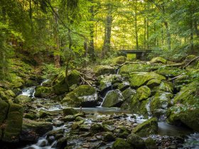 Die Wipfel der Bäume im Harz erkunden