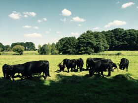 Weihnachten - besinnliche Weihnachten mit uns in der Heide 