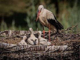Weihnachten - besinnliche Weihnachten mit uns in der Heide 