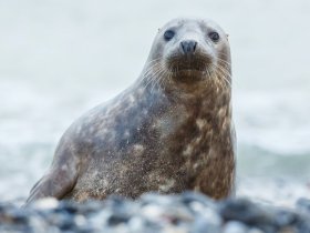 Weltnaturerbe Wattenmeer in Büsum