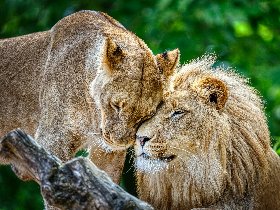 Safari mitten in Berlin - 2 Tage Zoo Erlebnis