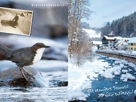 Winterspecial | Auf Schusters Rappen in Schönmünzach!
