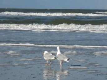 LAST MINUTE DEAL -die Nordsee ganz nah 3 Tage Ostfriesland inkl. Abendessen und  vielem mehr..