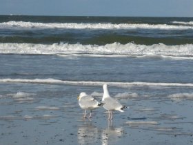 4 Tage Nordsee...ganz nah inkl. Halbpension