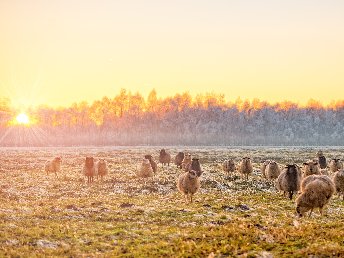 Friesische Auszeit an der Nordsee| 6 Tage