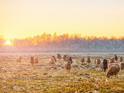 Friesische Auszeit an der Nordsee| 6 Tage