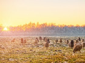 Friesische Auszeit an der Nordsee| 6 Tage