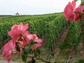 Wandererlebnis Rhein-Neckar – Weinberge & Entspannung