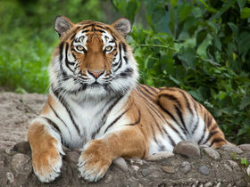 Tierische Auszeit in Hannover: 1 Nacht mit Zoo-Highlights 2026