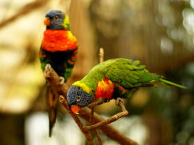 3 Tage exklusiv in die Heide nach Soltau verreisen - nur 99 EUR!