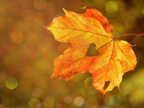 Goldener Herbst | Herbst Spezial 