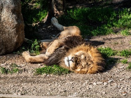 Zoo Abenteuer im Tierpark Hellabrunn - 3 Tage in München
