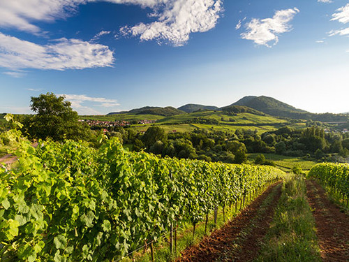 Pfälzer Weinberge für 3 Tage
