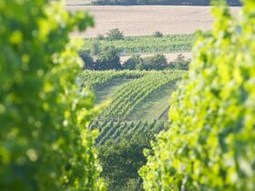 Kurzurlaub im Ringhotel Winzerhof zwischen Heidelberg & Sinsheim