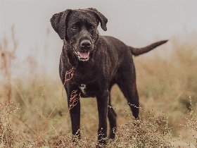 Fellnasen an die Ostsee