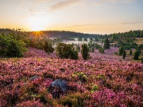 Heideschleifen Wandern- 7 Tage in der Lüneburger Heide  