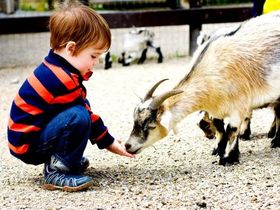 Löwe, Delfin & Co. im Tiergarten Nürnberg -- 2 Nächte Sommer