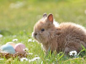 Ostern inkl. Halbpension im Resort Linstow 