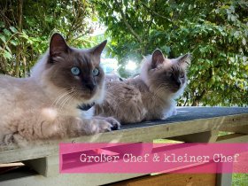 Romantischer Weihnachtsmarkt auf Schloss Thurn & Taxis 3 Nächte 