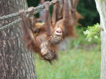 Ausflug in den Rostocker Zoo | 3 Tage
