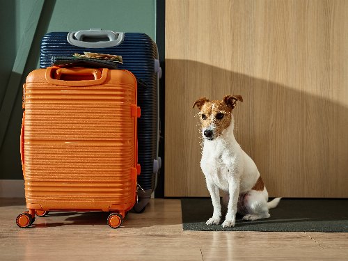 Wiesbaden mit Hund - 4 Tage gemeinsam abschalten 