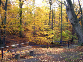 5 Schnuppertage in Ilsenburg 