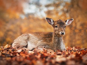 Kunterbunt den Harz erleben