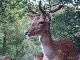 3 Tage exklusive Harzreise nach Wernigerode