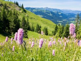 Blütenzauber im Allgäu