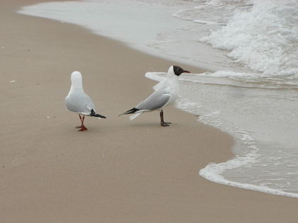 "Spartipp" mit Dinner und Mee(h)r auf der Insel Usedom inkl. Wellness