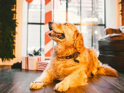 Urlaub mit Hund im Schwarzwald – Ihr hundefreundliches Hotel in Donaueschingen