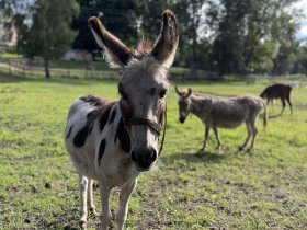 Pferdemädchen-Special