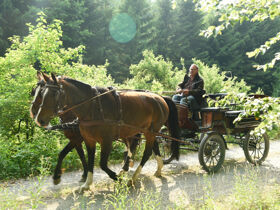 Pferdemädchen-Special