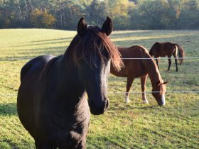 Pferdemädchen-Special