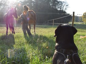 Auszeit für Hund & Halter