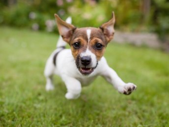 Auszeit für Hund & Halter im Schloss Wendorf