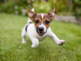 Auszeit für Hund & Halter im Schloss Wendorf