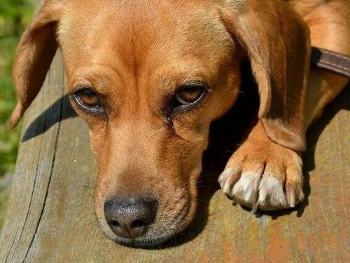 Hunde sind Willkommen! 3 Tage im Rheinland
