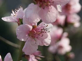Wander-Erlebnistage an der Mosel inkl. Schiff- und Fährfahrt 