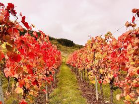 6 Tage Mosel-Kurzurlaub  Schnäppchen inkl. Schifffahrt