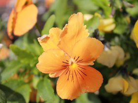 4 Tage Usedom, Urlaub auf der Sonneninsel, direkt am Meer 