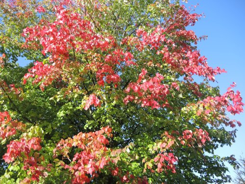 Indian Summer, traumhaft auf der Sonneninsel Usedom  