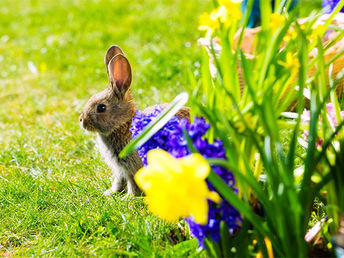 Ostern auf Rügen inkl. Dinner