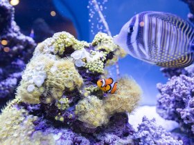 4 Tage Schnupperurlaub an Bord der Nautilus 