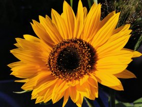 Frühling auf Rügen - 3 Tage inkl. 2x Abendessen