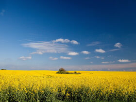 Kurzurlaub am Ostseestrand 5 Nächte 
