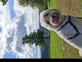 Weihnachten im Sauerland Nähe Winterberg inkl. Halbpension | 4 Nächte