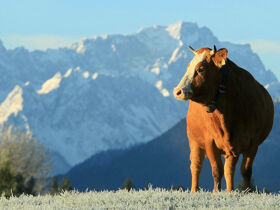 Deutsche Vita im Blauen Land 
